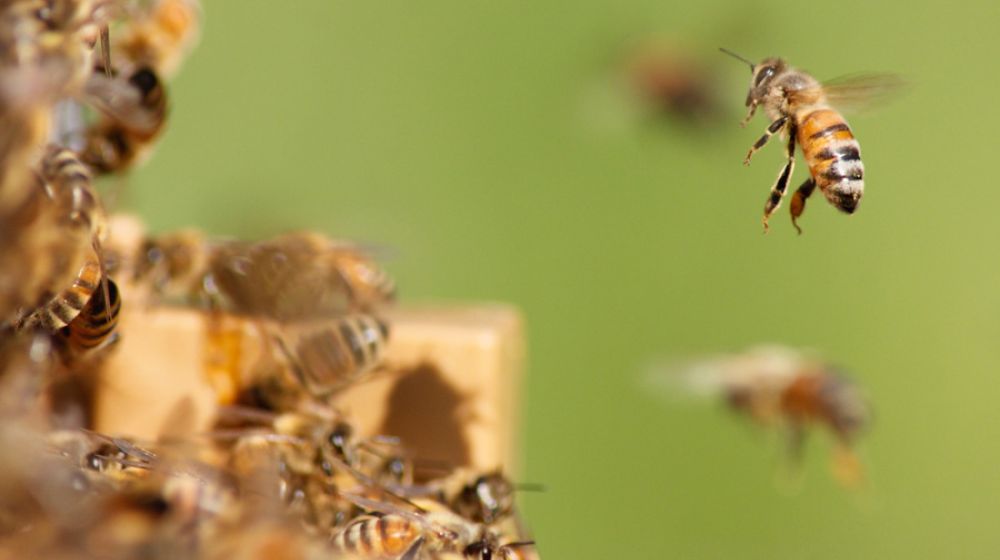 GDS Cantal, Groupement de défense sanitaire, apiculture, abeilles, ruches