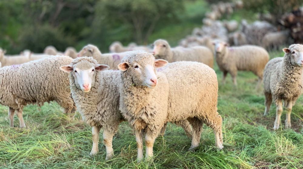 GDS Cantal, Groupement de défense sanitaire - Ovins, Troupeau de moutons dansun pré