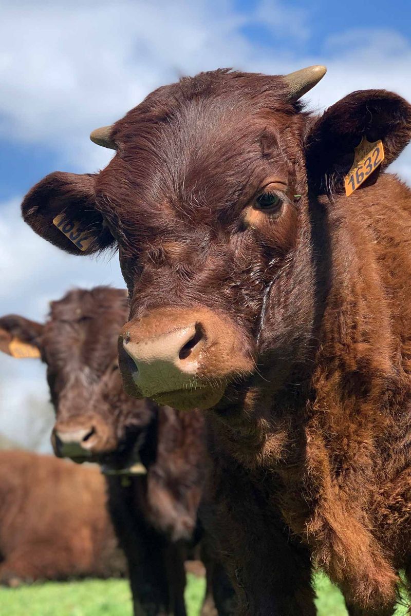 Vache salers, Bovins GDS Cantal