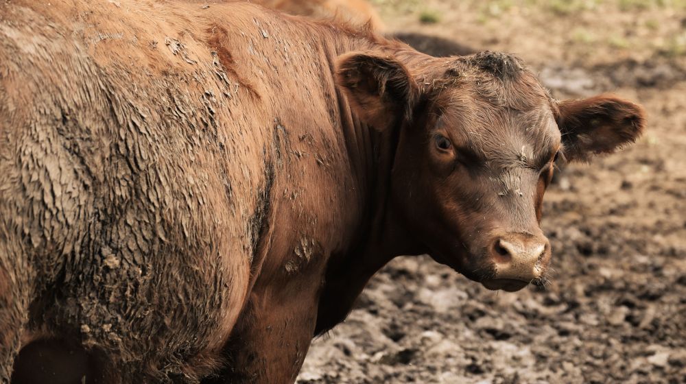 Bovins adultes : fièvre, diarrhée et baisse de production laitière dans l'Est de la France