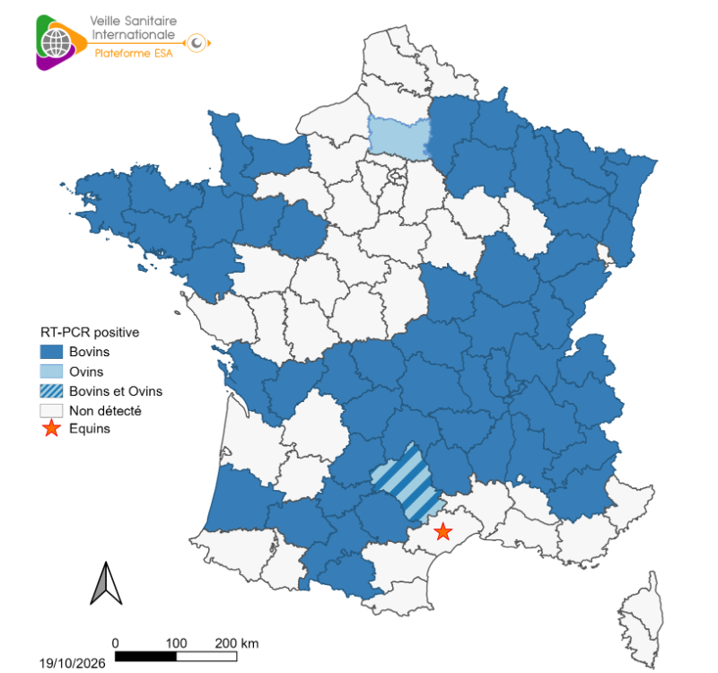 Détection de Shamonda-Europe par RT-PCR chez les bovins, ovins et équins (sources: Adilva, ENVT et GDS France le 19/10/2026)