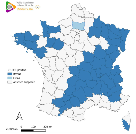 Détection de Shamonda-Europe par RT-PCR dans des élevages bovins et ovins (sources: Adilva, ENVT et GDS France le 21/09/2026)
