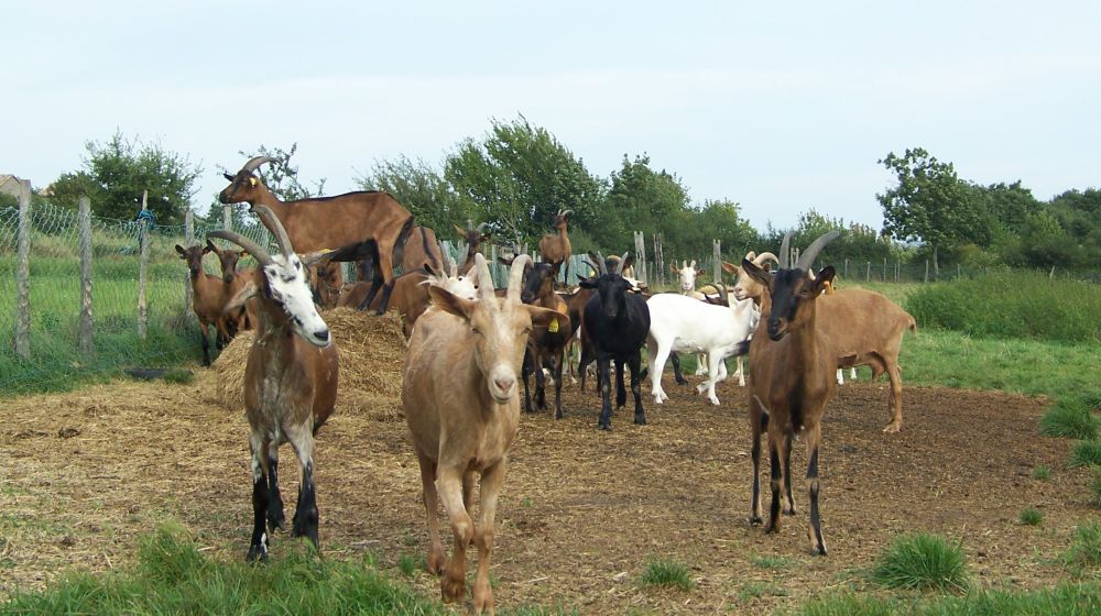 Peste des petits ruminants (PPR) - Actualités