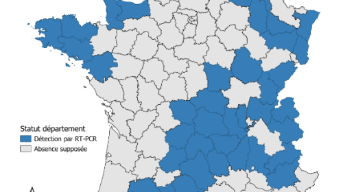Détection de Shamonda-Europe par RT-PCR (sources: Adilva, ENVT et GDS France le 07/09/2026)