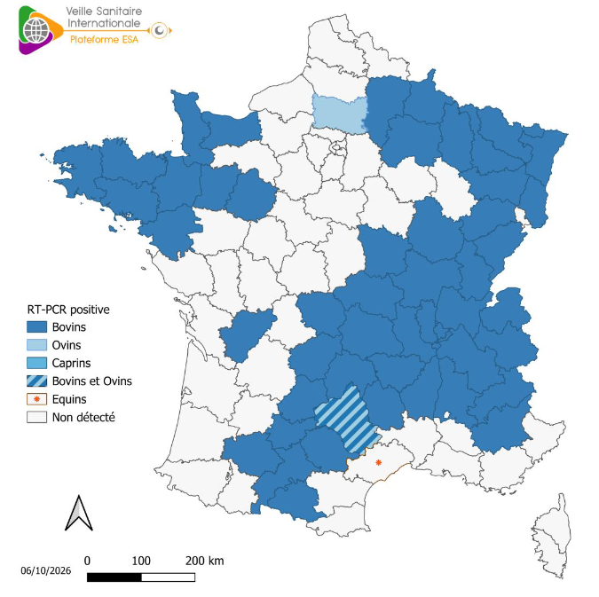 Détection de Shamonda-Europe par RT-PCR chez les bovins, ovins et équins (sources: Adilva, ENVT et GDS France le 05/10/2026)