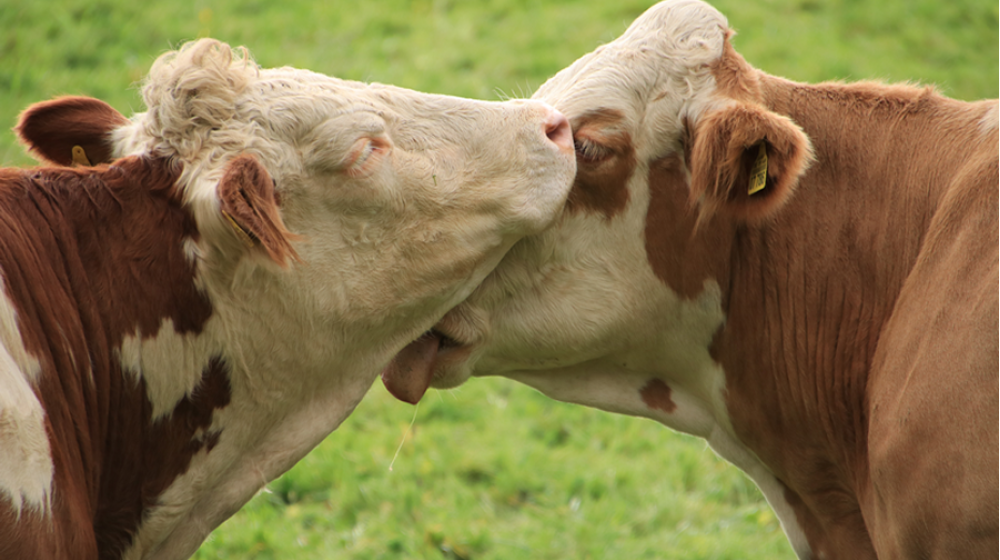 FCO – Actualités et recommandations