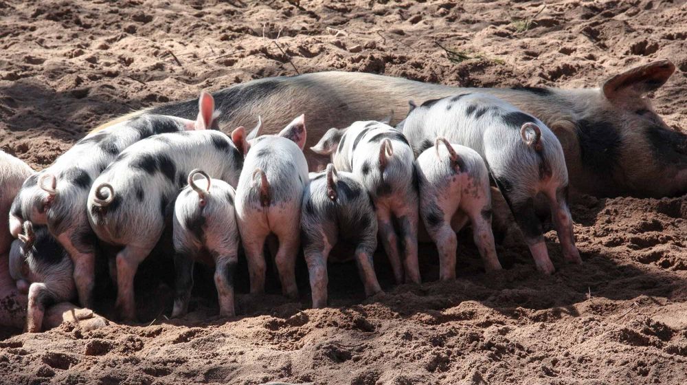 GDS Cantal, Groupement de défense sanitaire