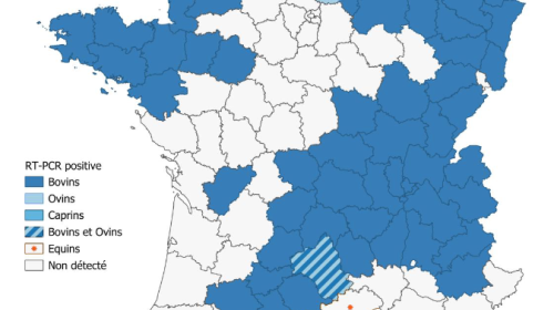 Détection de Shamonda-Europe par RT-PCR chez les bovins, ovins et équins (sources: Adilva, ENVT et GDS France le 05/10/2026)